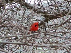 cardinal