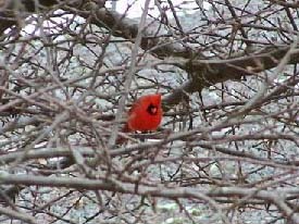 cardinal